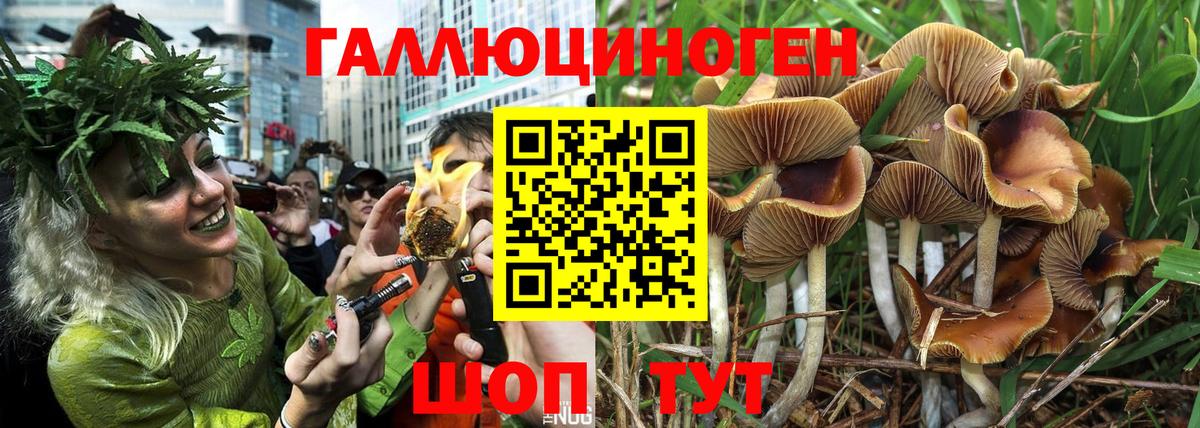 Псилоцибиновые грибы прущие грибы  Вход с VPN  Тейково 